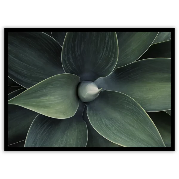 Agave - immagine 2