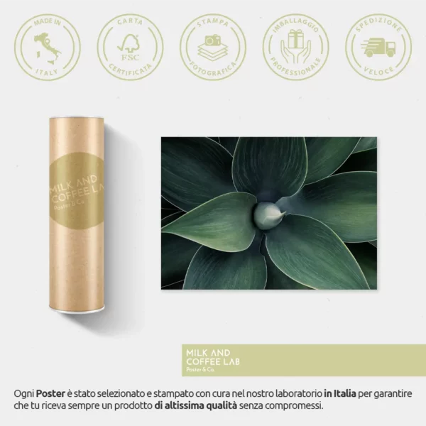 Agave - immagine 3