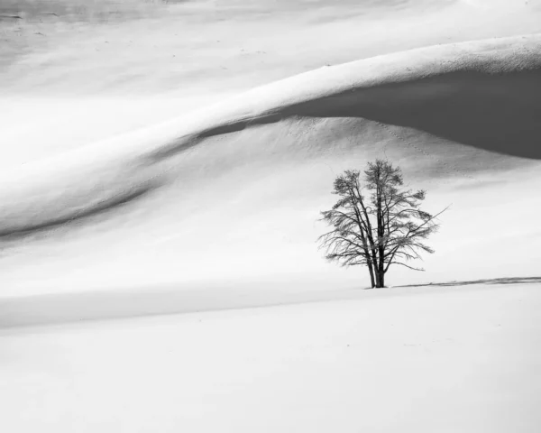 Dune di neve, Hayden Valley