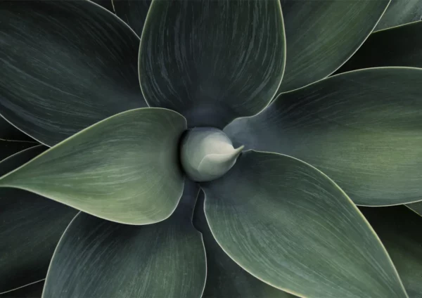 Agave